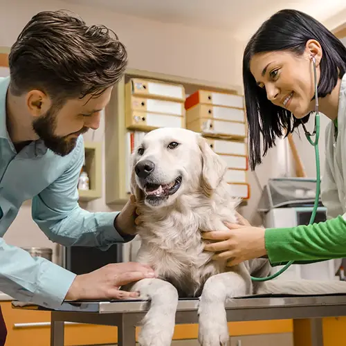 Wellness & Vaccinations