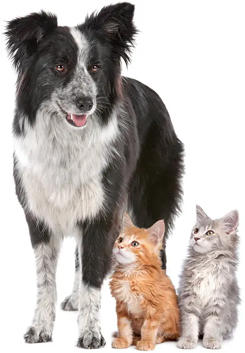 White dog and two kittens sit on a white studio backdrop.