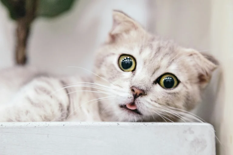 Kitty with wide eyes and a confused/scared expression