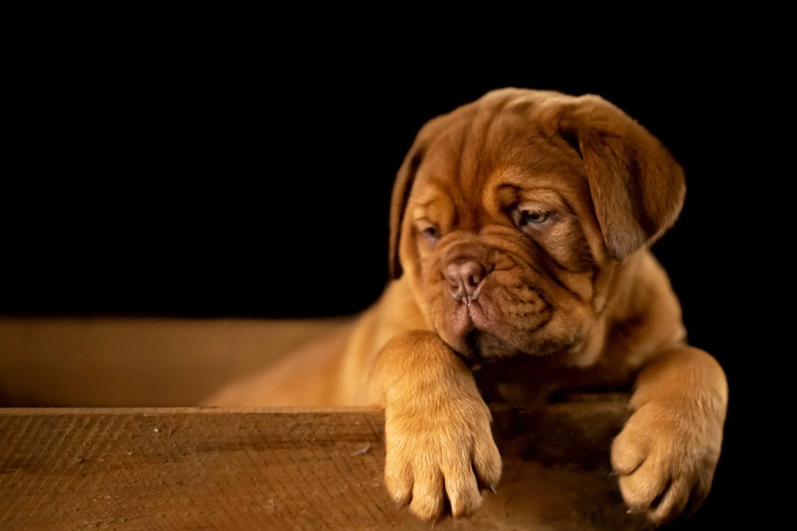 Shar-pei in its bed looking sleepy