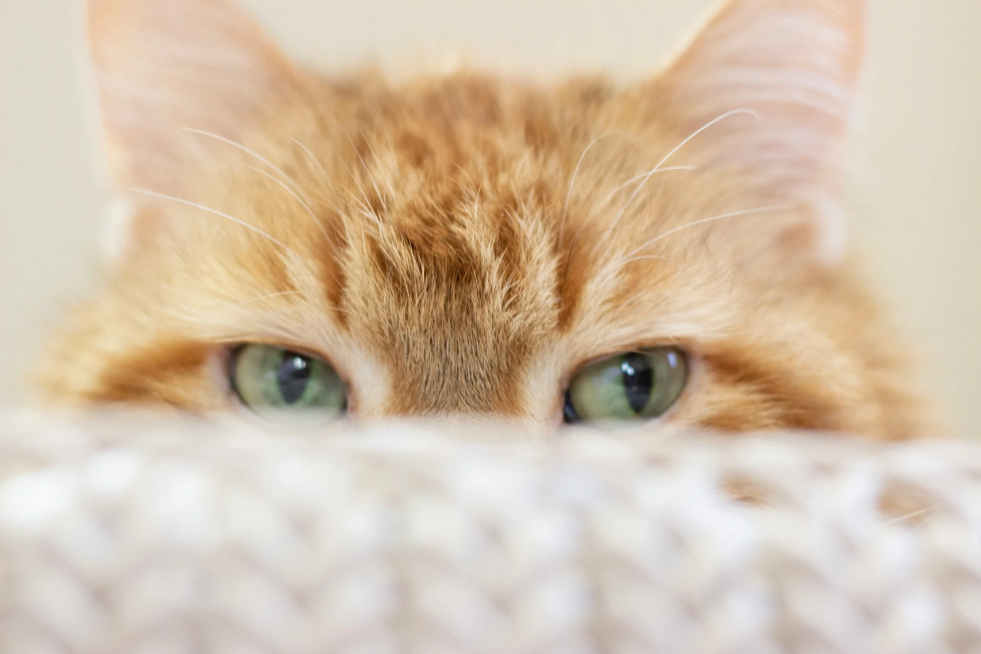 An orange tabby cat peeks over the edge of a light-colored blanket.