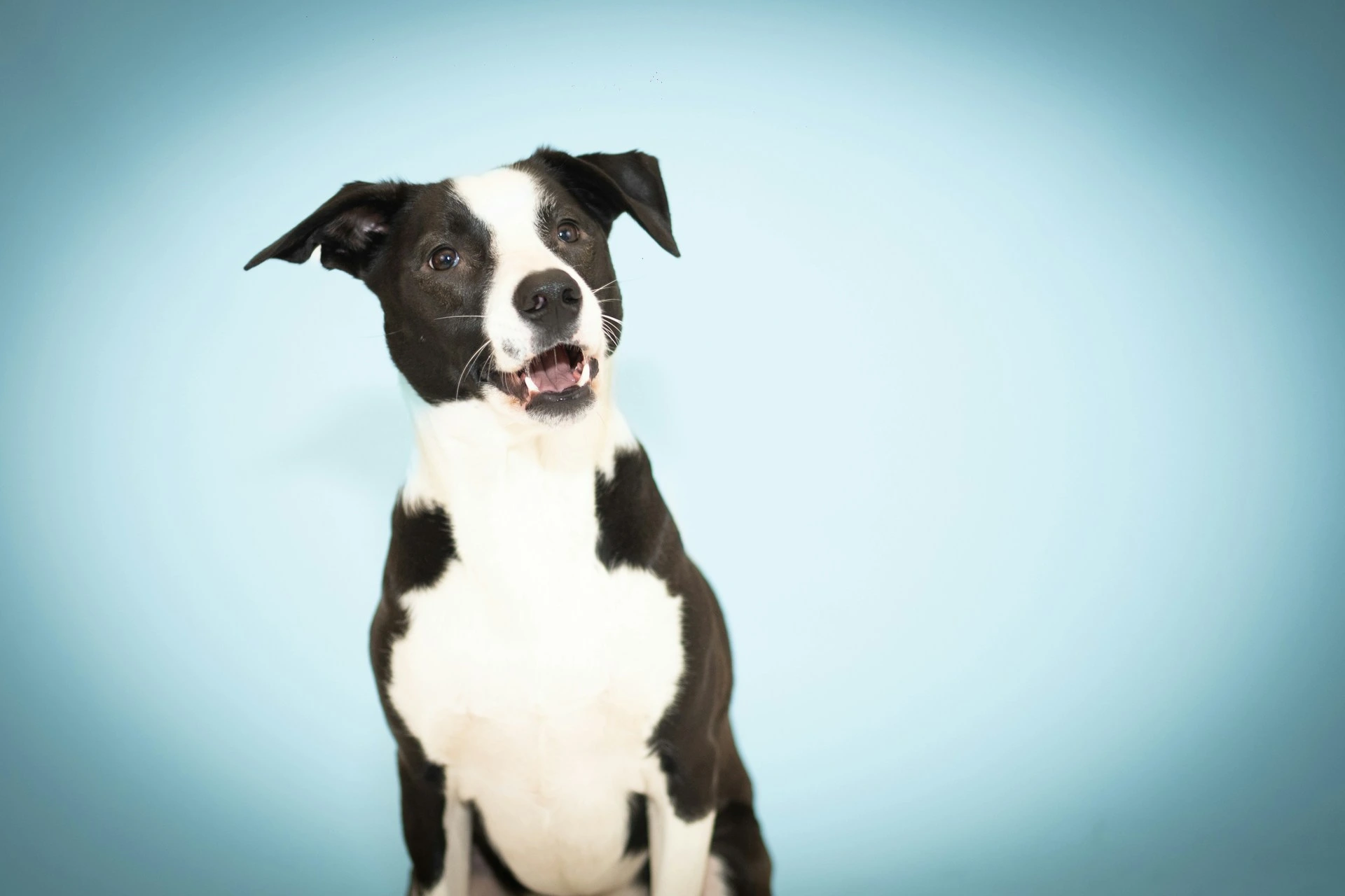 A black and white dog sits against a light blue background.