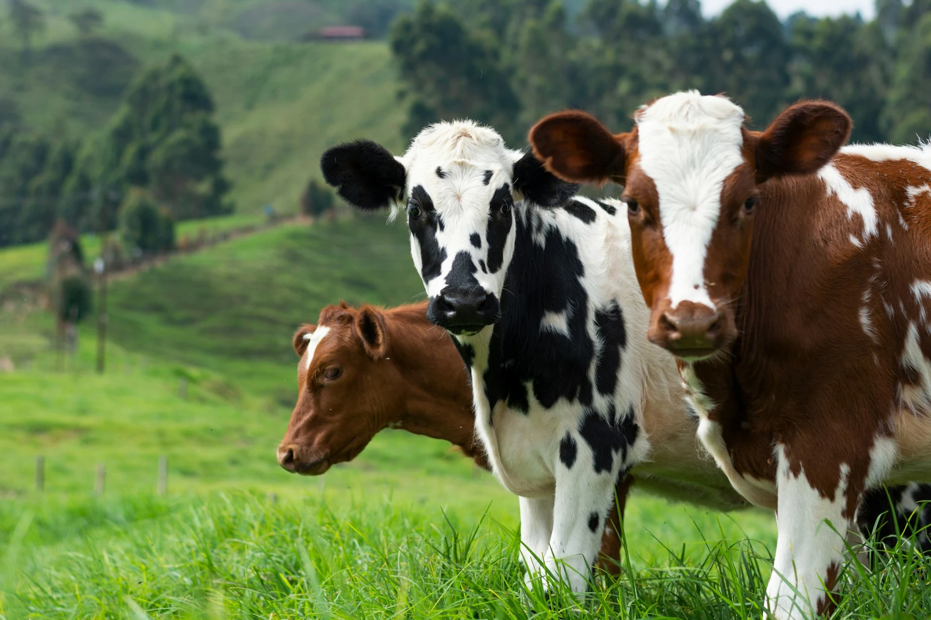 Three young cows standing in a green, hilly pasture.