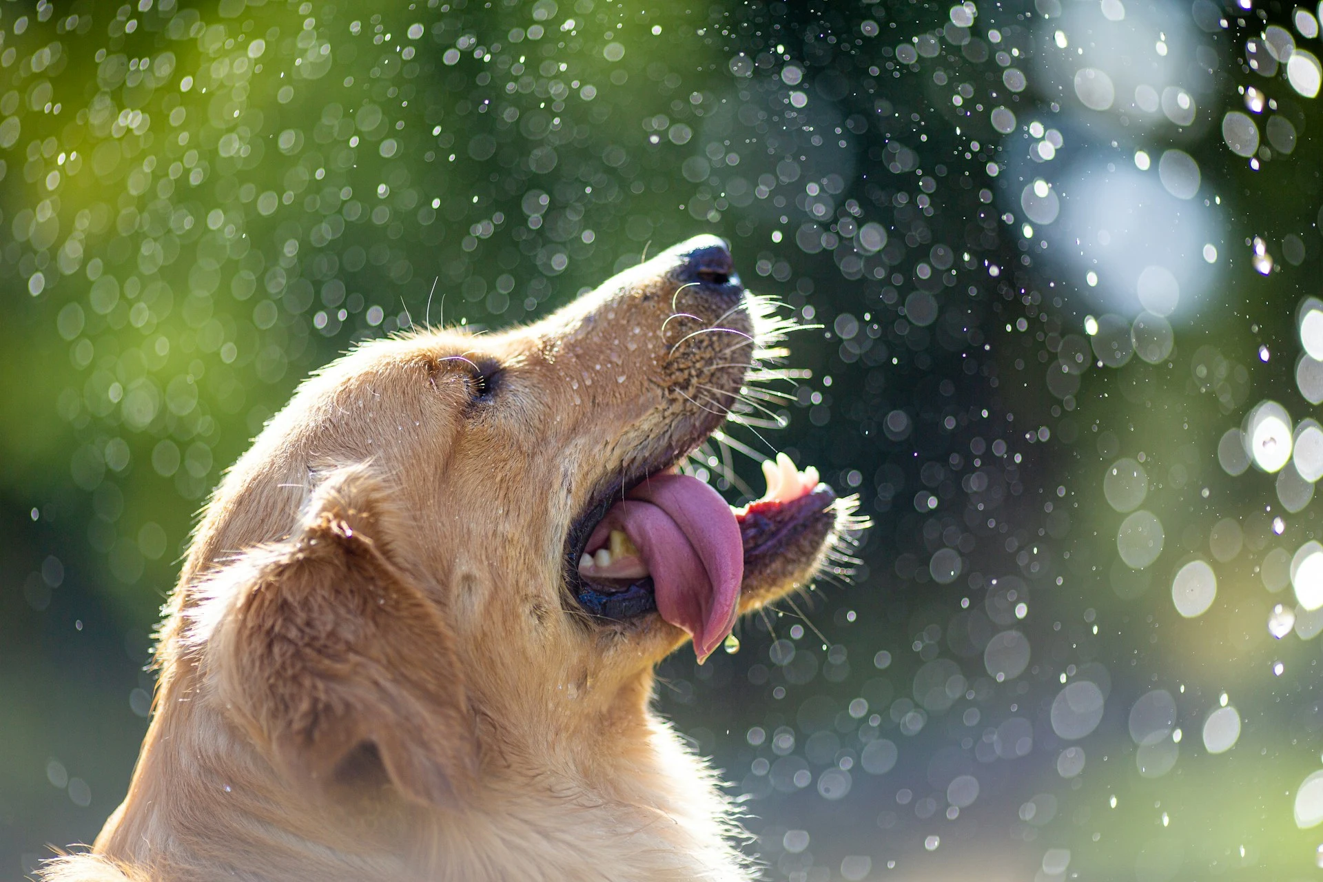 A Golden Retriever with an open mouth as it gets sprayed with water droplets.