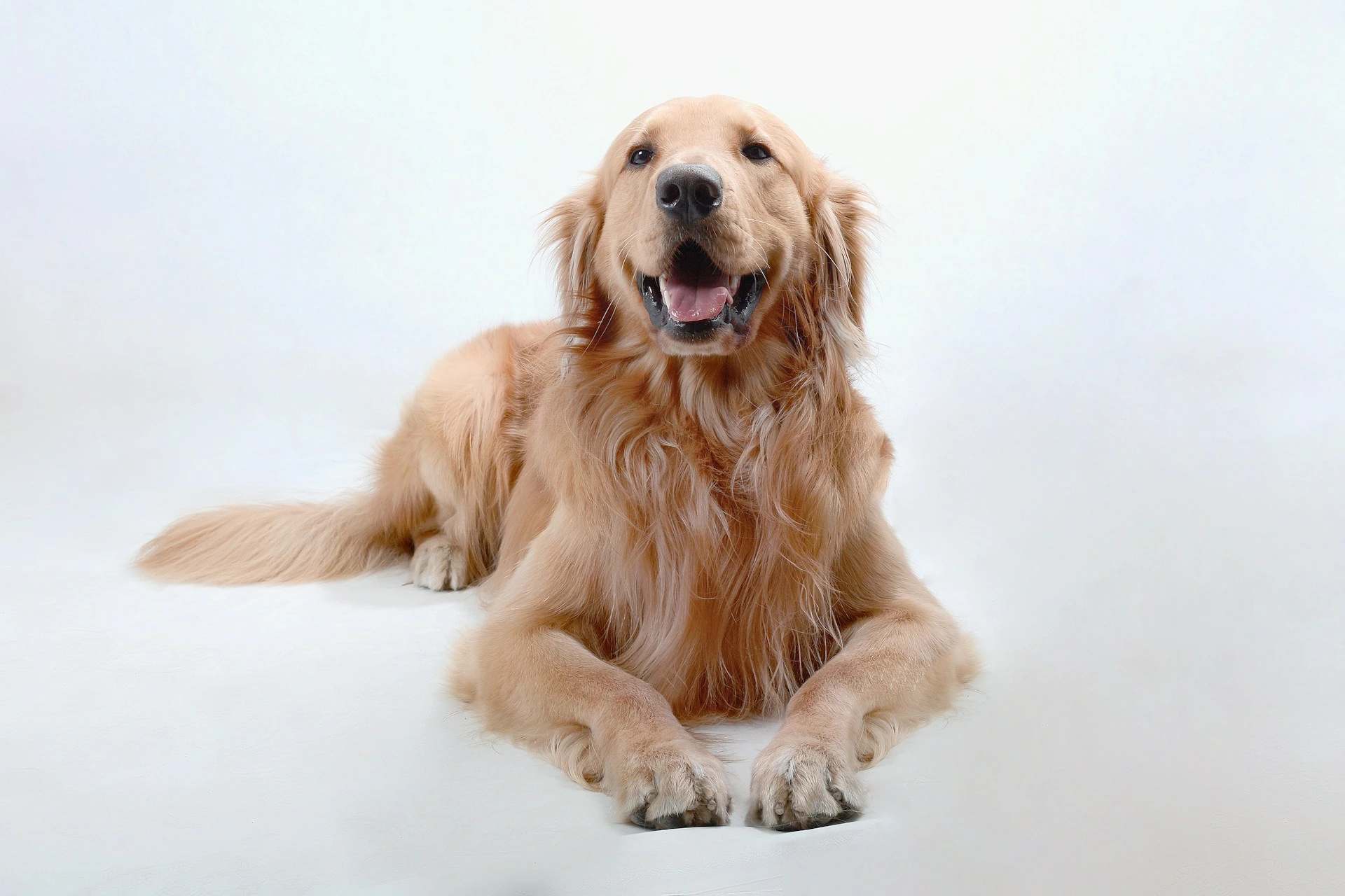 A happy golden retriever lying down with its paws crossed, mouth open in a joyful pant, against a plain white background.