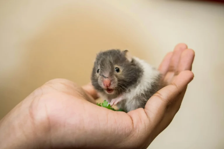 A hamster sits in the palm of a human hand, looking forward with its mouth slightly open.