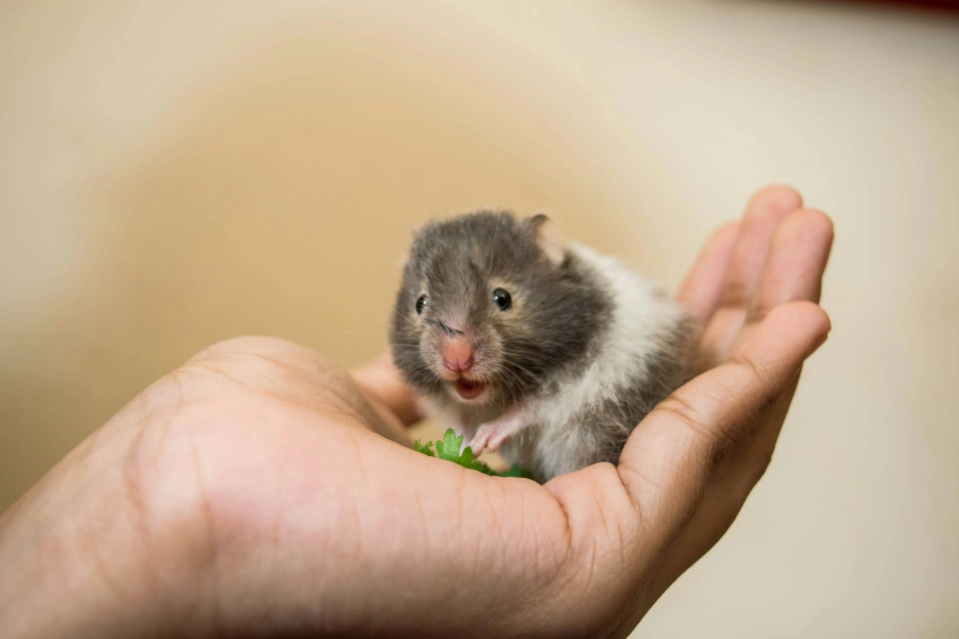 A hamster sits in the palm of a human hand, looking forward with its mouth slightly open.
