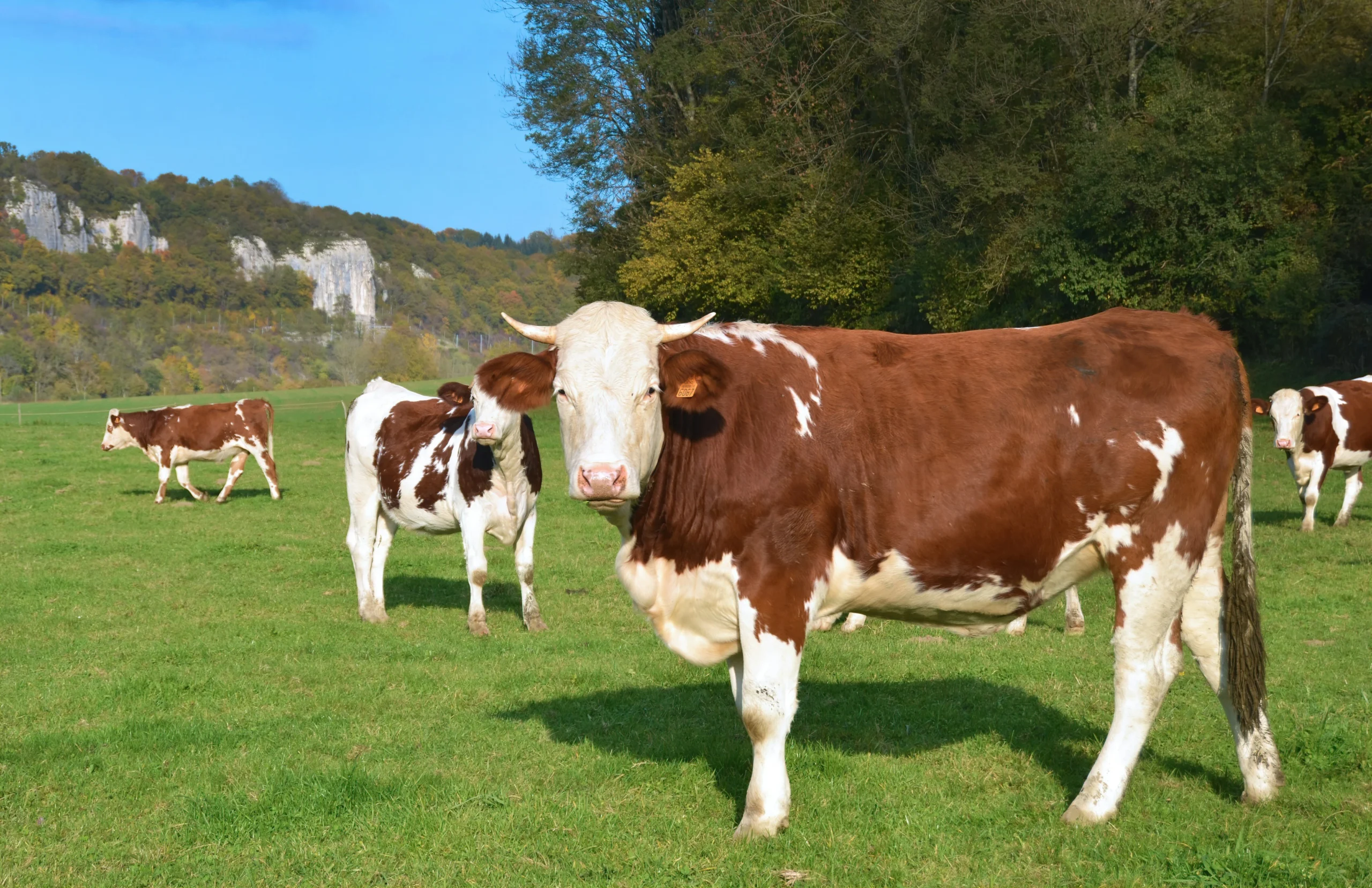 A red-and-white cow stands in a green pasture with other cattle against a background of forested hills and rocky cliffs.