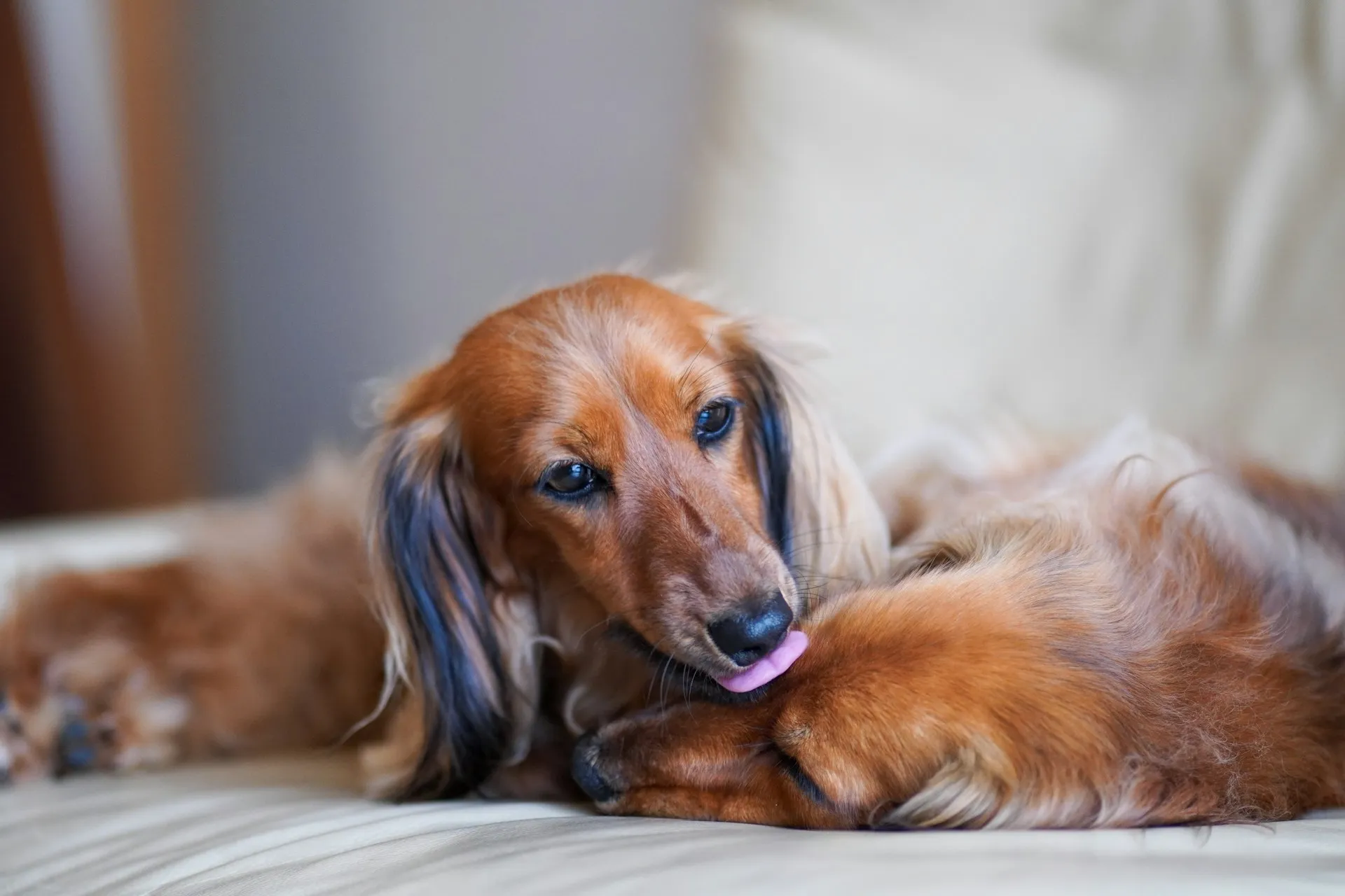 A dachshund licks the head of another dachshund resting beside it on a light-colored couch.