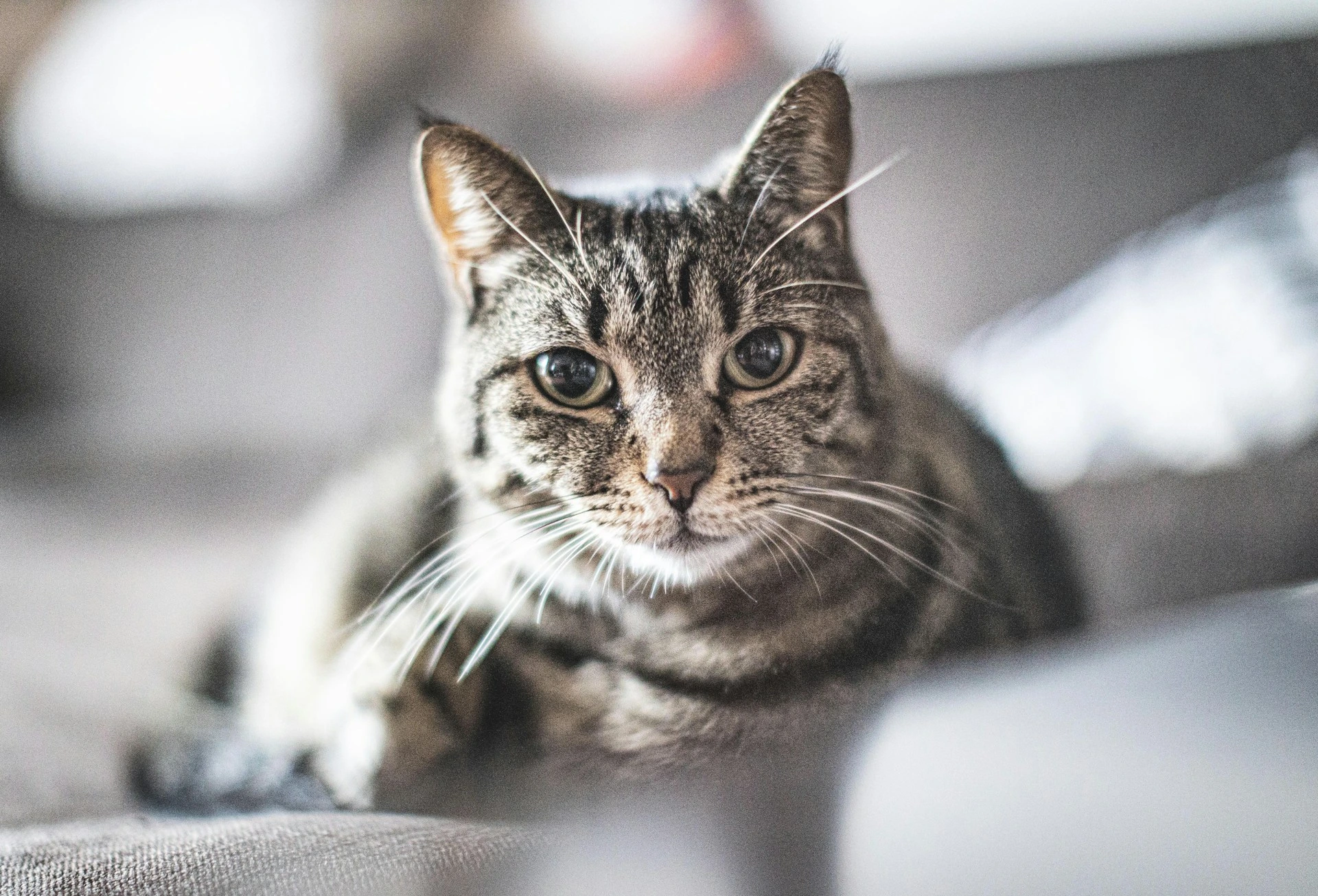 A tabby cat with an intense, steady gaze while resting on a grey surface.