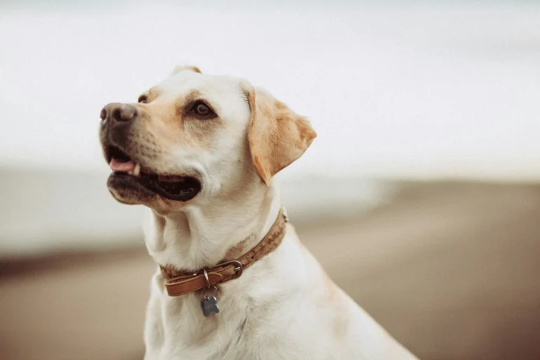A yellow Labrador Retriever looking upward while outdoors with a soft-focus background.