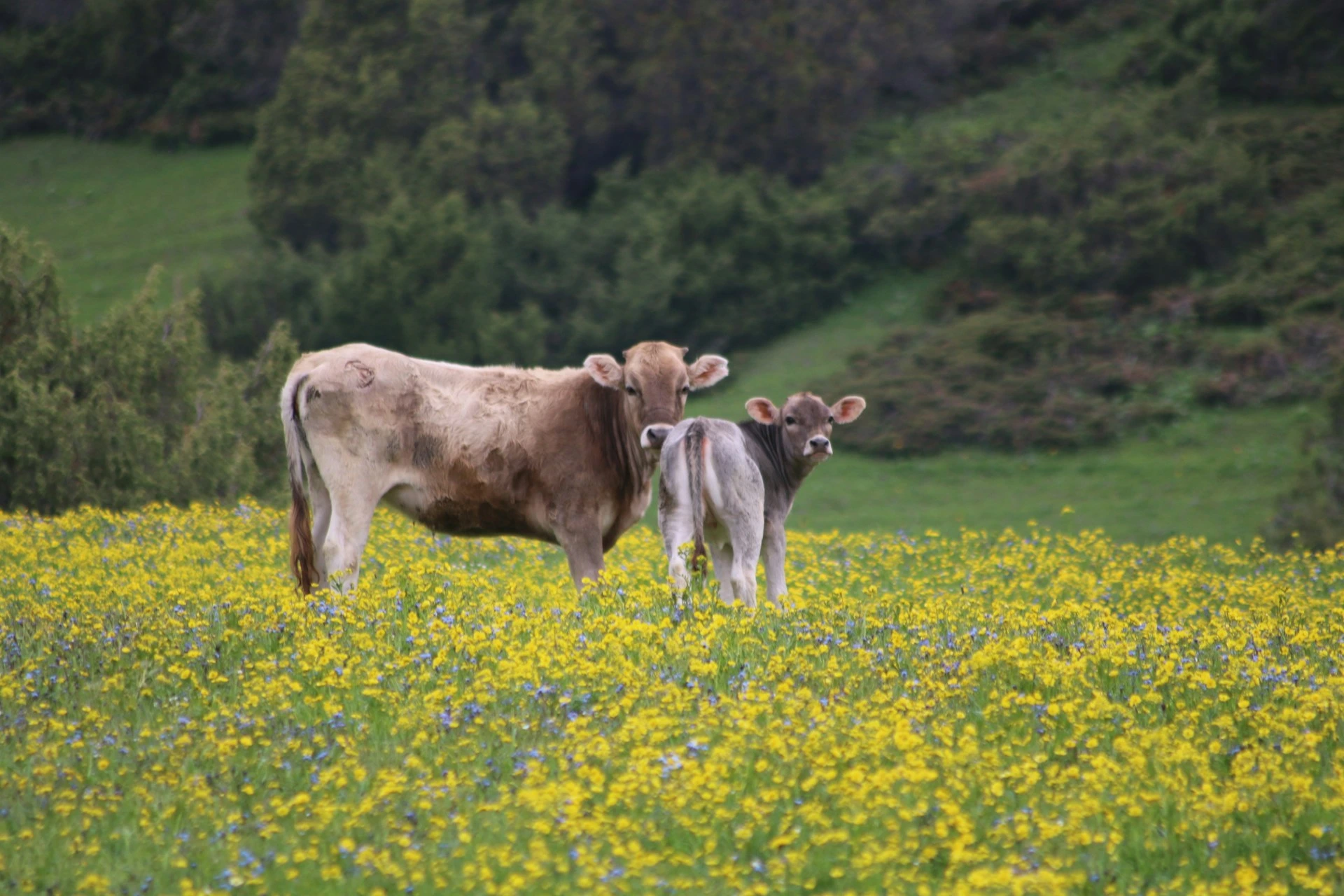 A cow and its calf stand together against a backdrop of green, forested hills.