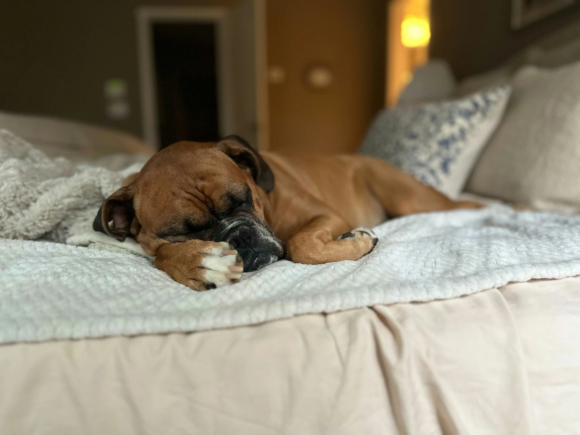 A brown boxer dog sleeping peacefully, curled up on a soft white blanket on a bed.