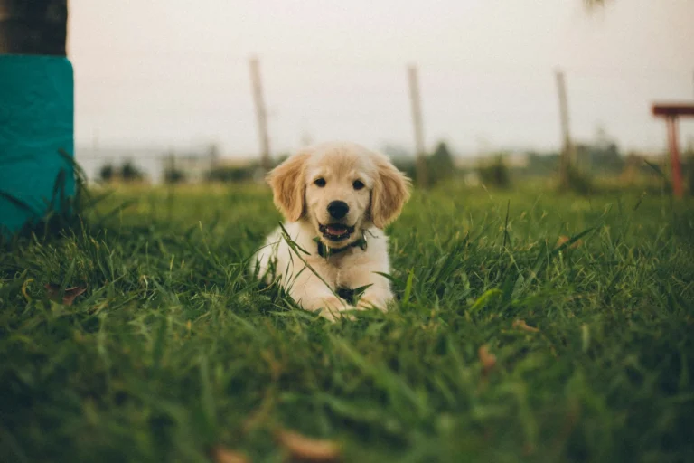 A golden retriever puppy wearing a collar lies in the green grass of an open field.