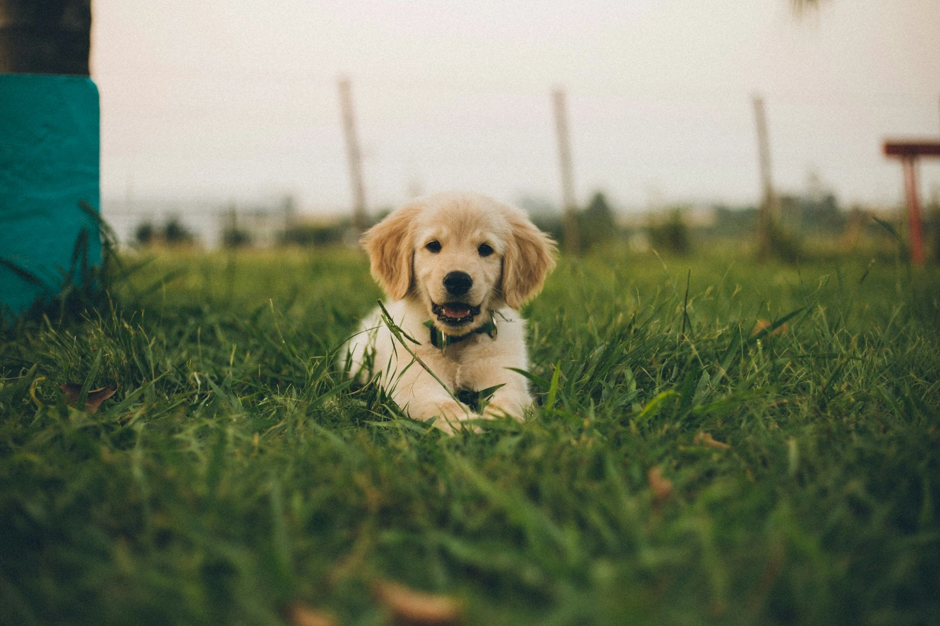A golden retriever puppy wearing a collar lies in the green grass of an open field.