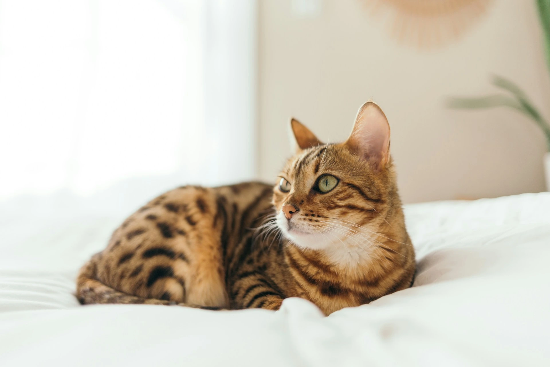 A Bengal cat lying on a white bed, looking off to the side.
