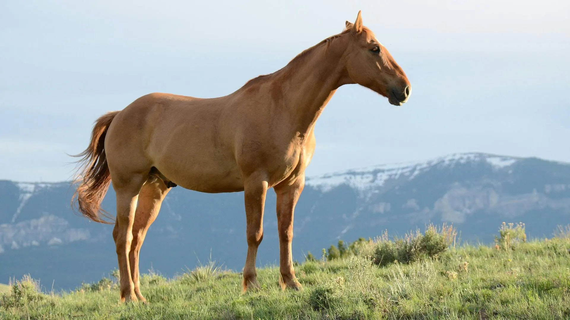 A light brown horse stands on a grassy hilltop.