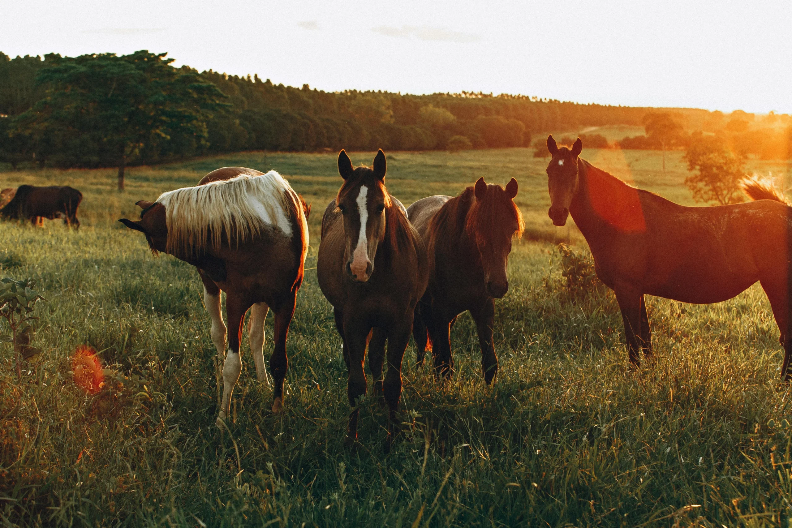 A group of horses stands loosely gathered in a grassy pasture, bathed in the warm, golden glow of a late afternoon sun.