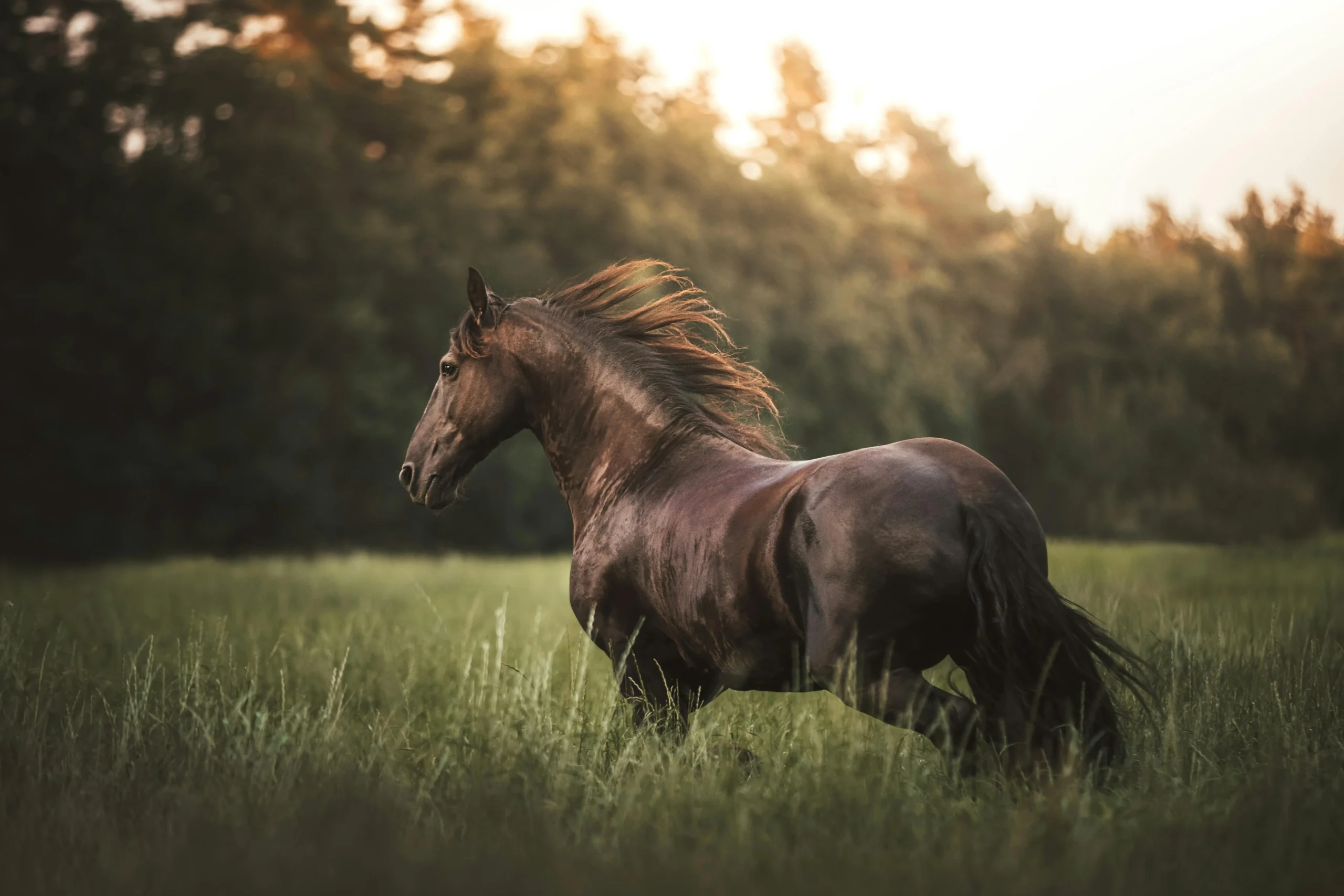 A brown horse gallops through a grassy field at sunset.