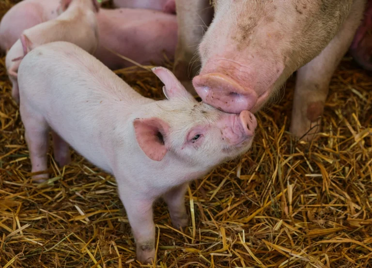 A piglet nuzzles a large adult pig in a straw-filled pen, with other piglets resting blurred in the background.