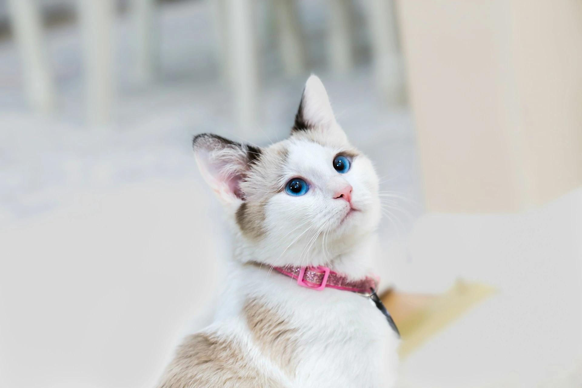 A beige cat wearing a pink collar looks upwards curiously.